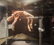 Expoziția Body Worlds Vitals de la București