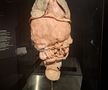 Expoziția Body Worlds Vitals de la București