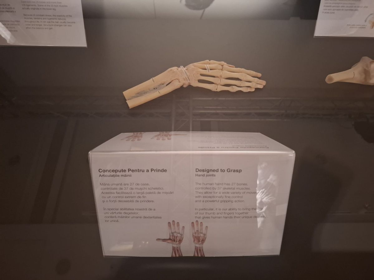 Expoziția Body Worlds Vitals de la București