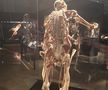 Expoziția Body Worlds Vitals de la București