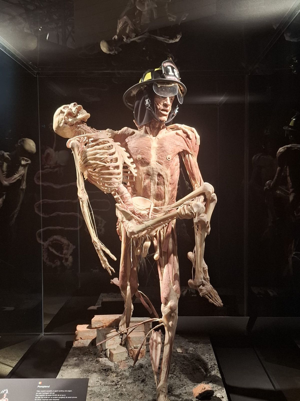 Expoziția Body Worlds Vitals de la București