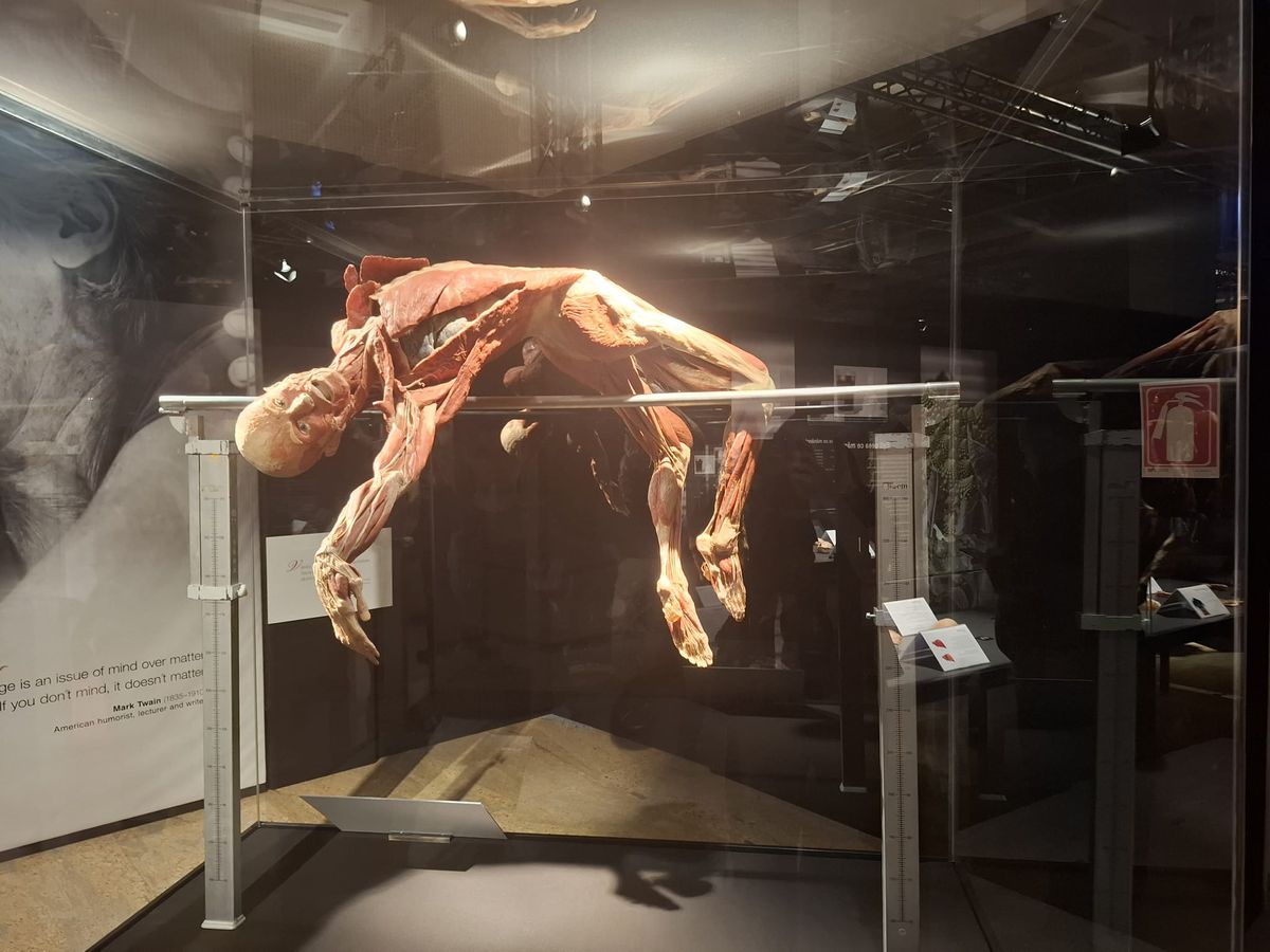 Expoziția Body Worlds Vitals de la București