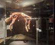 Știință pură și șocantă la București » Controversata expoziție de cadavre plastinate „BODY WORLDS Vital” prezintă corpul omenesc în cele mai mici amănunte, cu exemple din lumea sportului