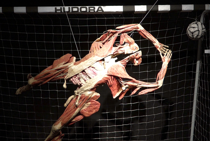 Unul dintre exemplarele plastinate de la expoziția BODY WORLDS Vital reprezintă un portar de fotbal, care-și arată mușchii, oasele și organele interne Foto: Oana Dușmănescu