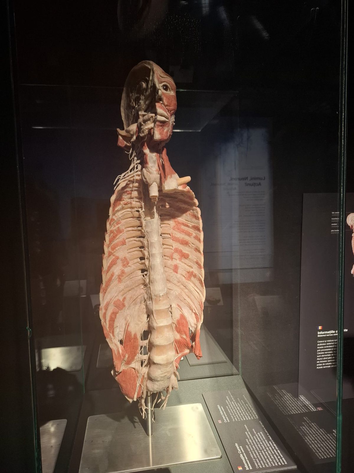 Expoziția Body Worlds Vitals de la București