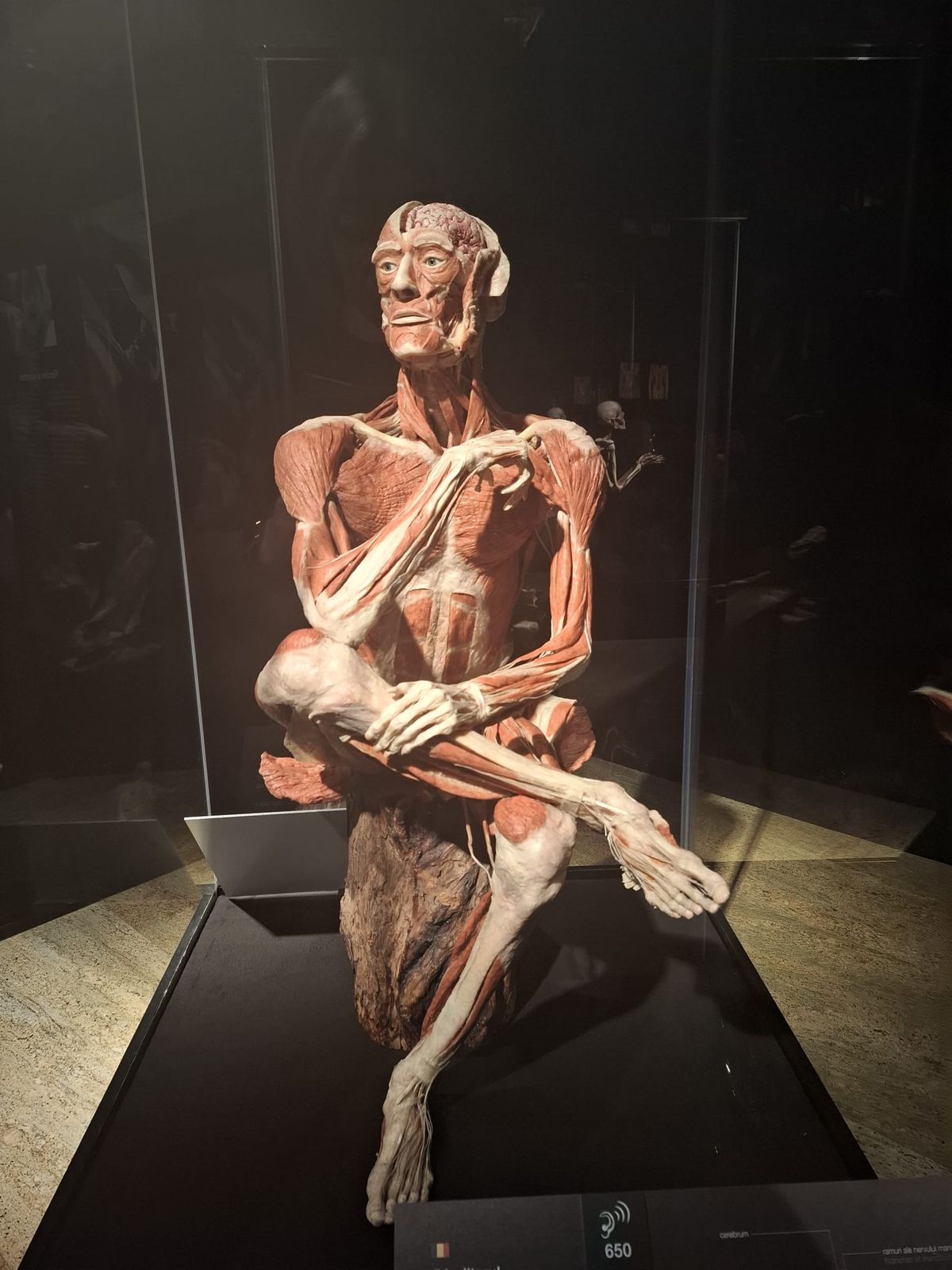 Expoziția Body Worlds Vitals de la București