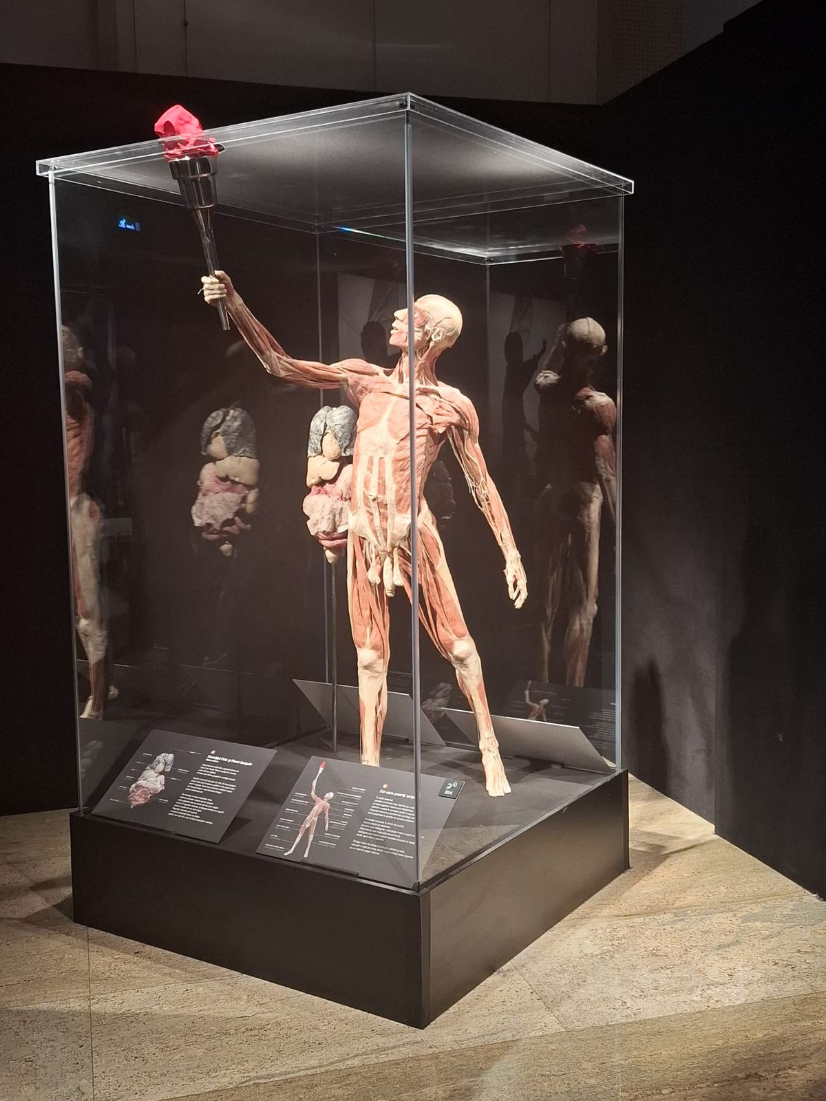 Expoziția Body Worlds Vitals de la București