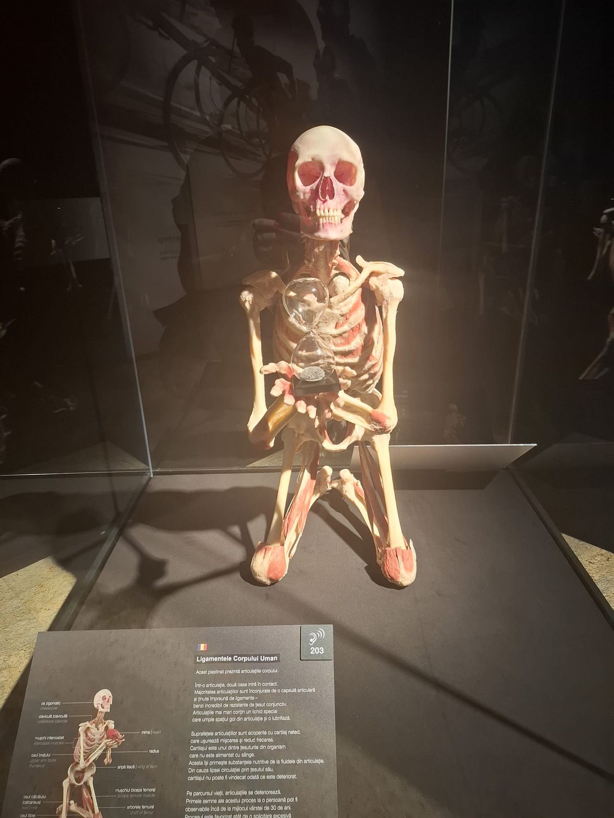 Expoziția Body Worlds Vitals de la București