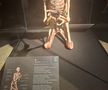 Expoziția Body Worlds Vitals de la București