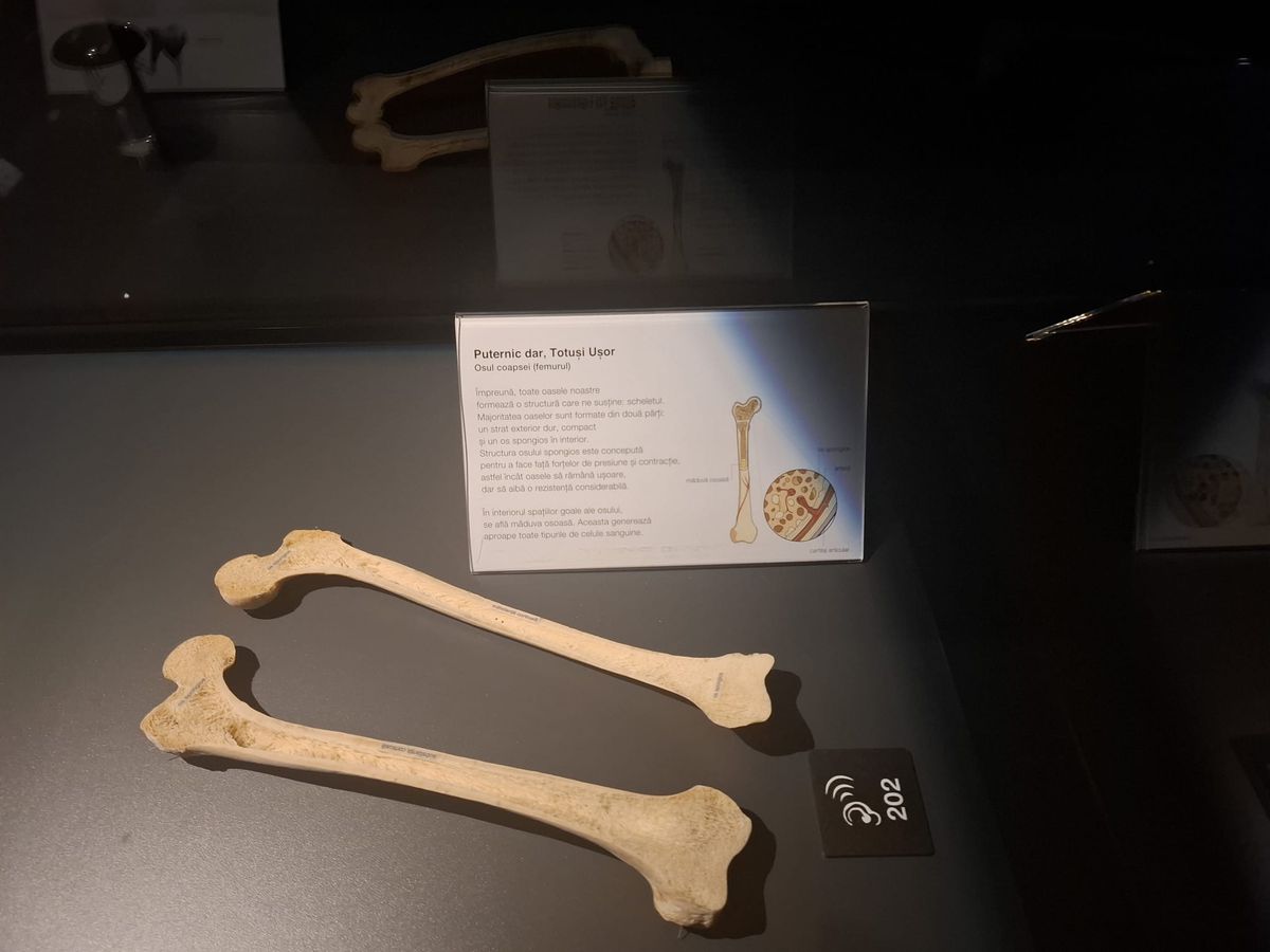 Expoziția Body Worlds Vitals de la București