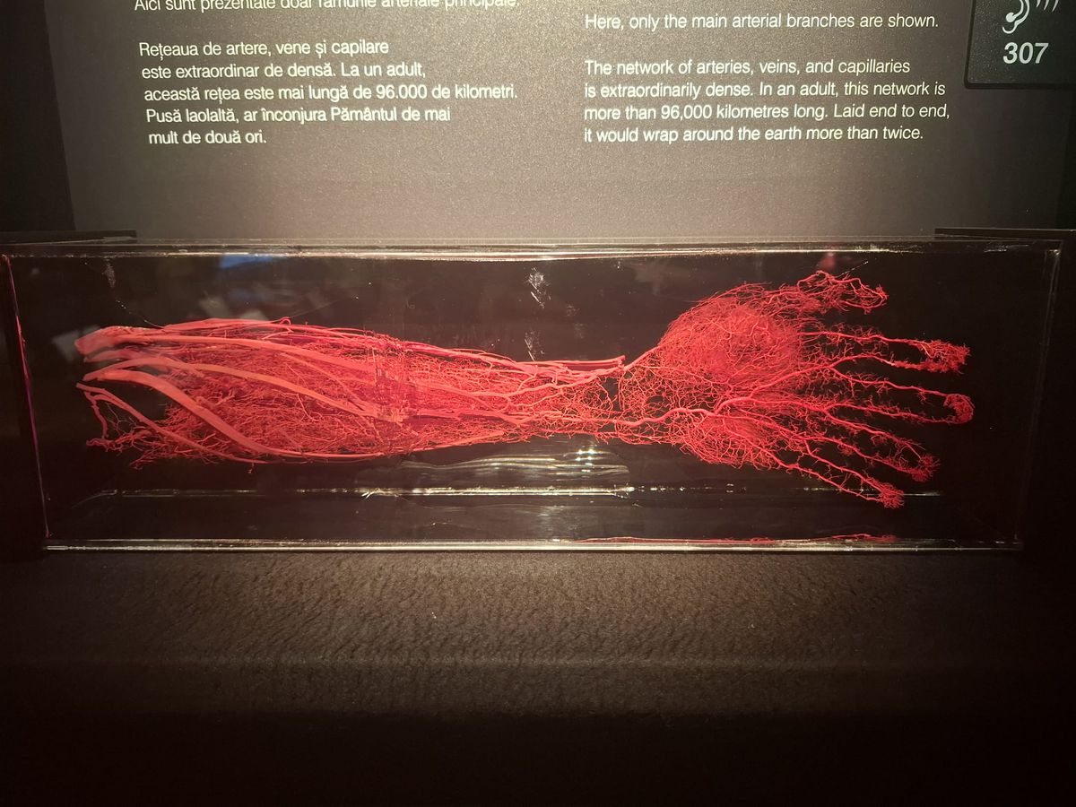 Expoziția Body Worlds Vitals de la București