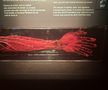 Expoziția Body Worlds Vitals de la București