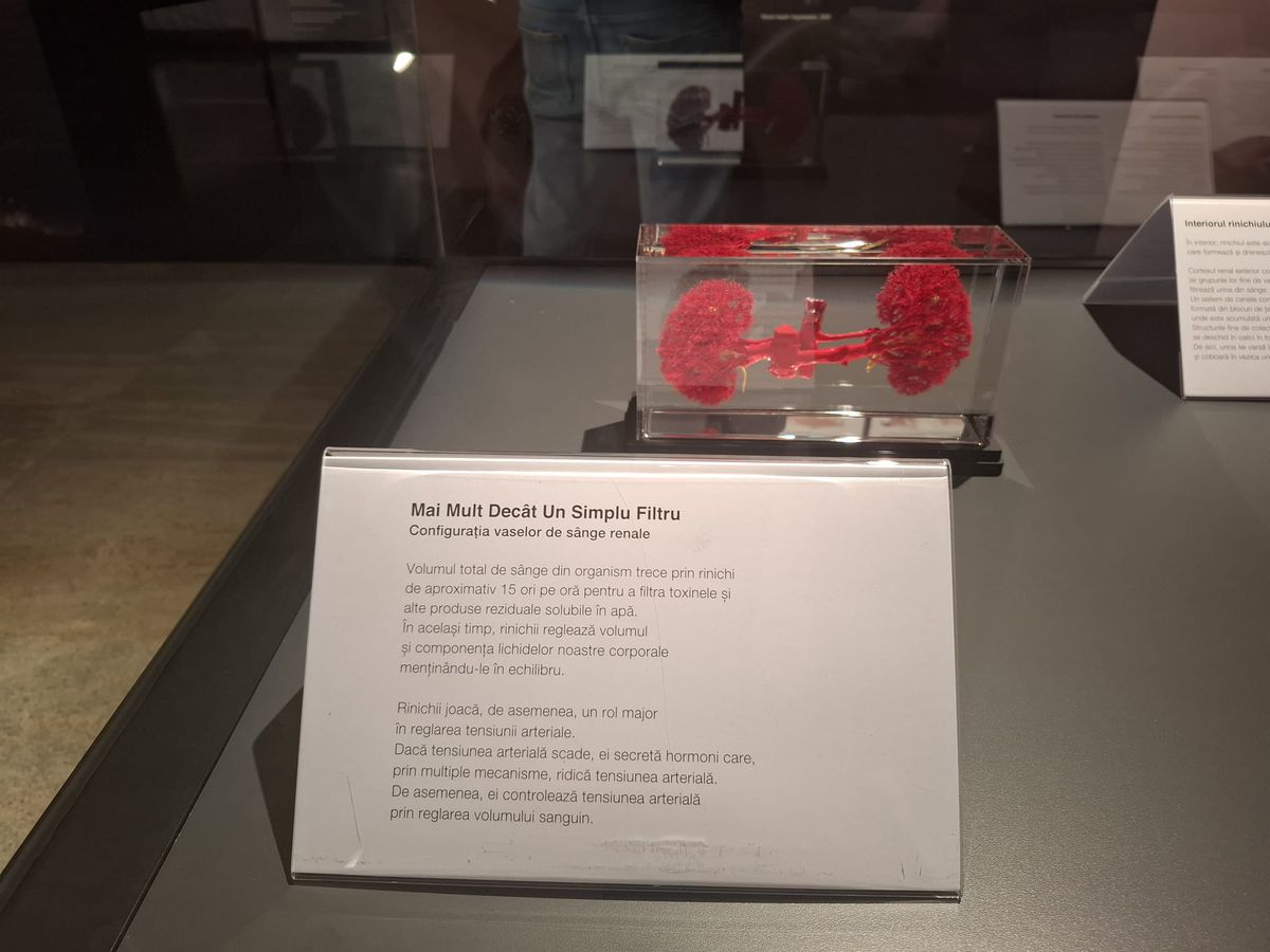 Expoziția Body Worlds Vitals de la București