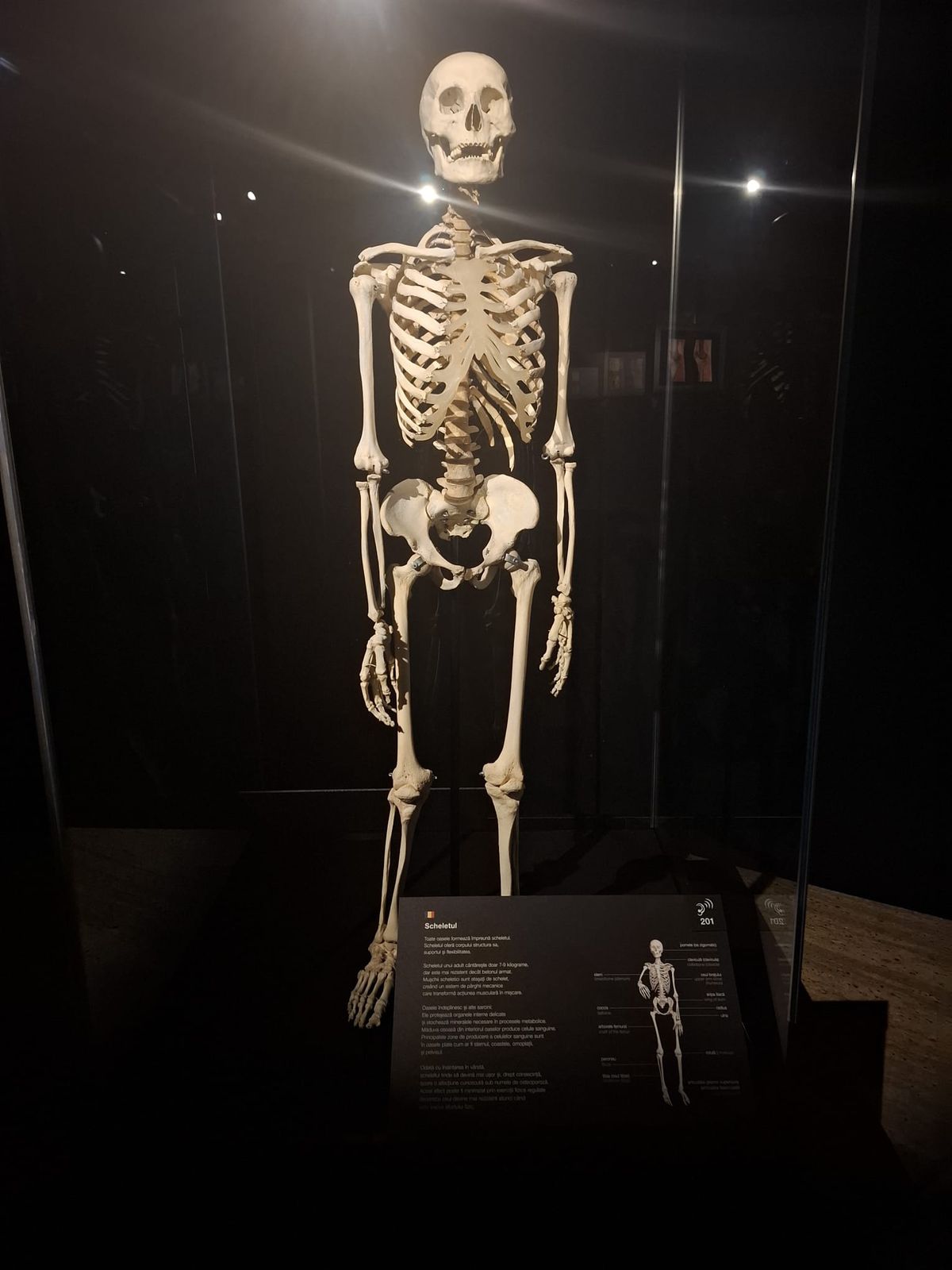 Expoziția Body Worlds Vitals de la București