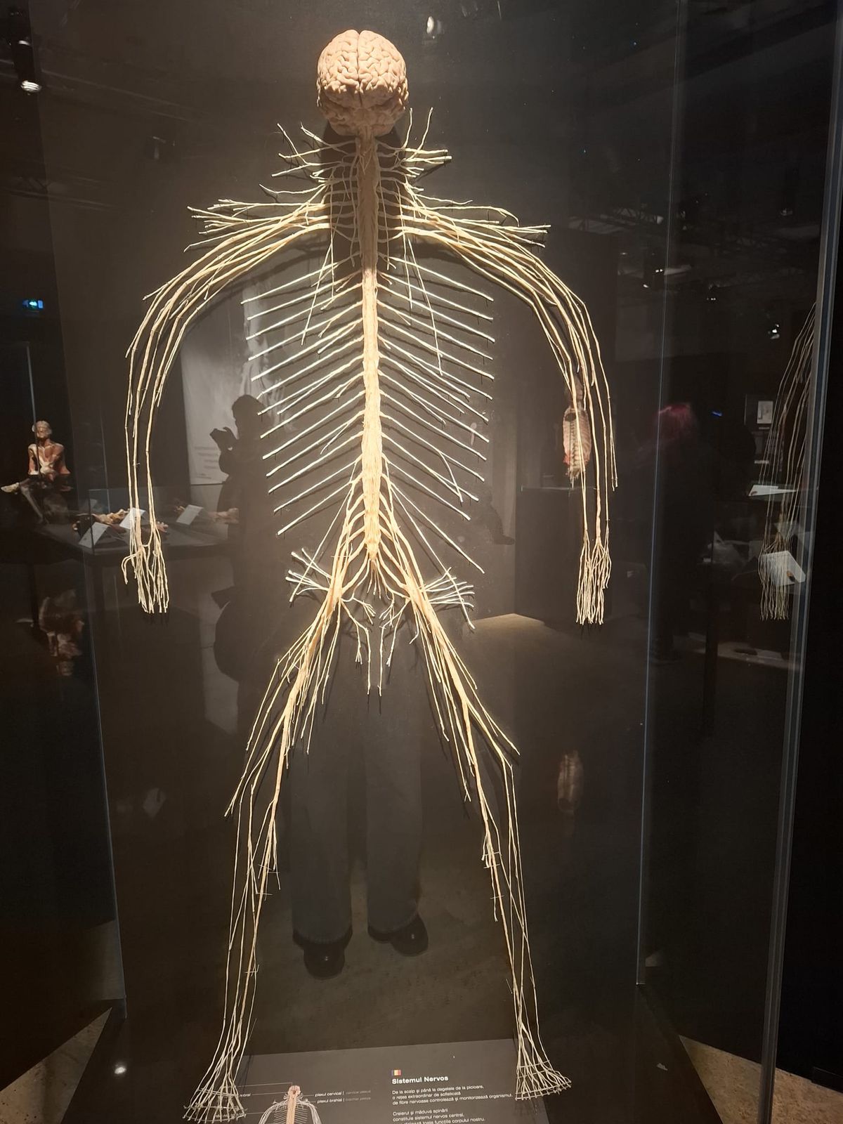Știință pură și șocantă la București » Controversata expoziție de cadavre plastinate „BODY WORLDS Vital” prezintă corpul omenesc în cele mai mici amănunte, cu exemple din lumea sportului