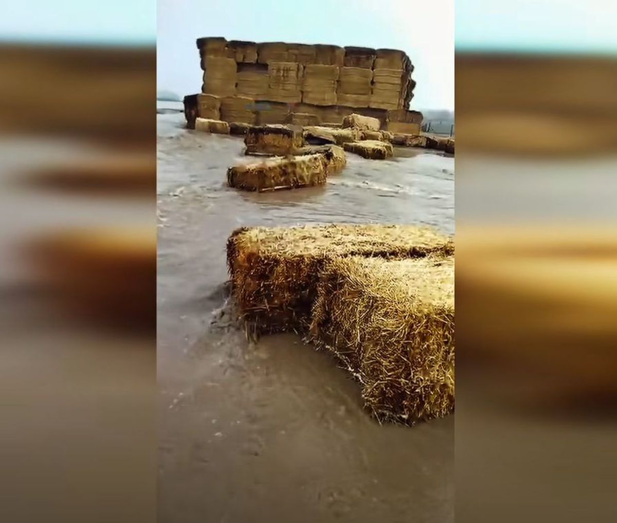 Ferma lui Gigi Nețoiu a fost inundată