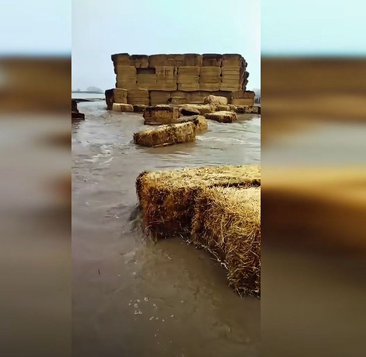 Ferma lui Gigi Nețoiu a fost inundată