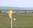 La doi pași de teren, turmele de oi își fac veacul nestingherite FOTO: Raed Krishan