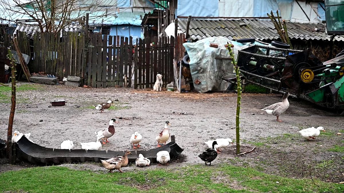 Omerta Stoenești - Săbărelul Ciocoveni