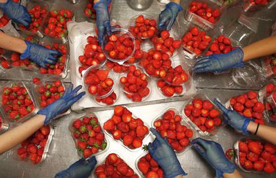 Omul de la FCSB care și-a făcut planul ca să plece din România: „I-am zis soției să ne înscriem pentru cules de căpșune” :)