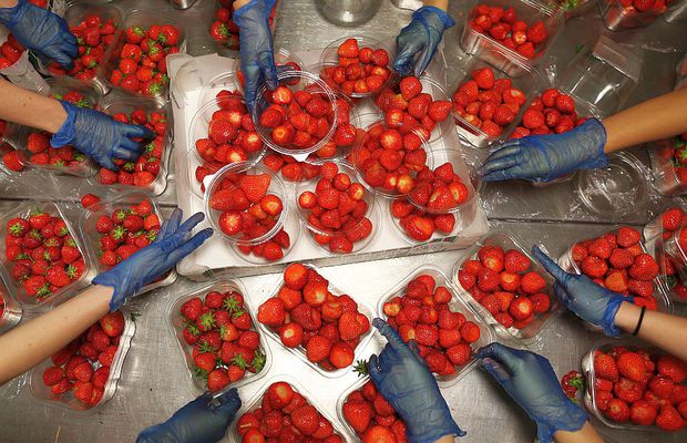 Omul de la FCSB care și-a făcut planul ca să plece din România: „I-am zis soției să ne înscriem pentru cules de căpșune” :)