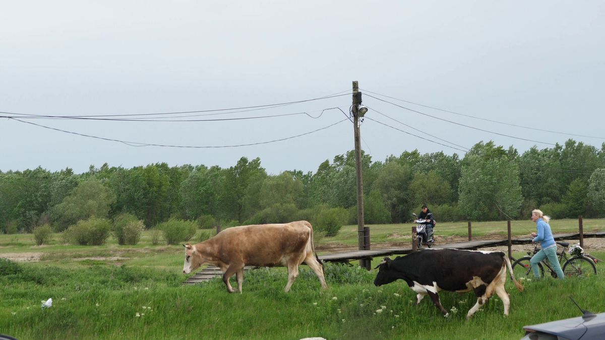 Talpan, rezolv-o p-asta! Doi antrenori s-au certat și fiecare și-a înființat echipa lui: „Jandarmeria a venit doar ca să nu li se urce băutura la cap”