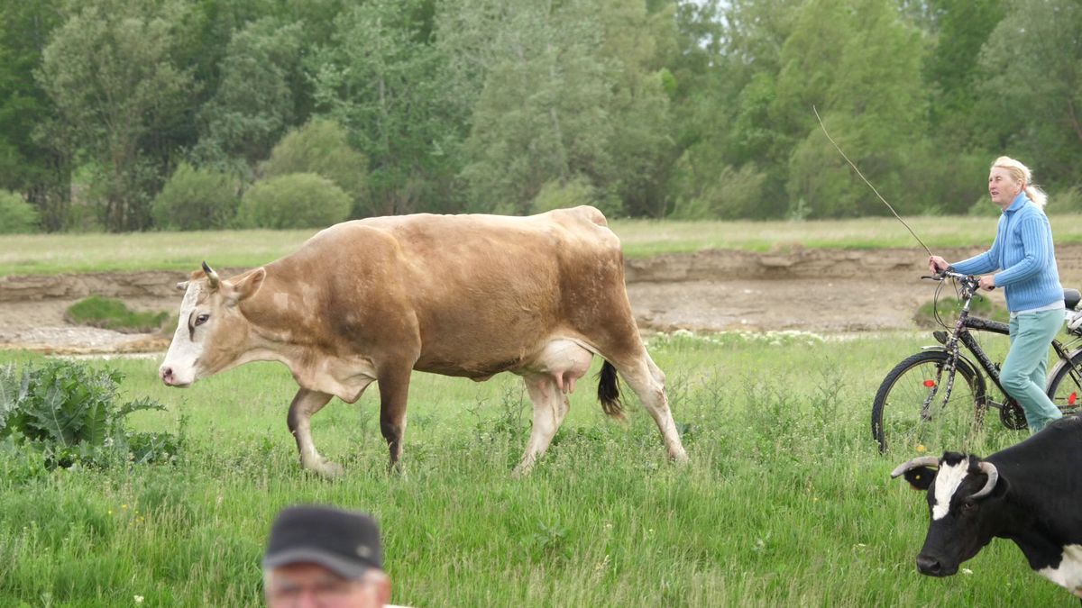 Talpan, rezolv-o p-asta! Doi antrenori s-au certat și fiecare și-a înființat echipa lui: „Jandarmeria a venit doar ca să nu li se urce băutura la cap”