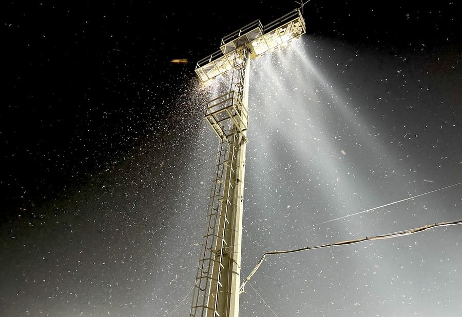 Invazie de insecte la meciul România U19 – Spania U19, de la Voluntari Sold-out, dar o mare problemă la Olanda - România în semifinalele Euro U19: „Nu există soluții”