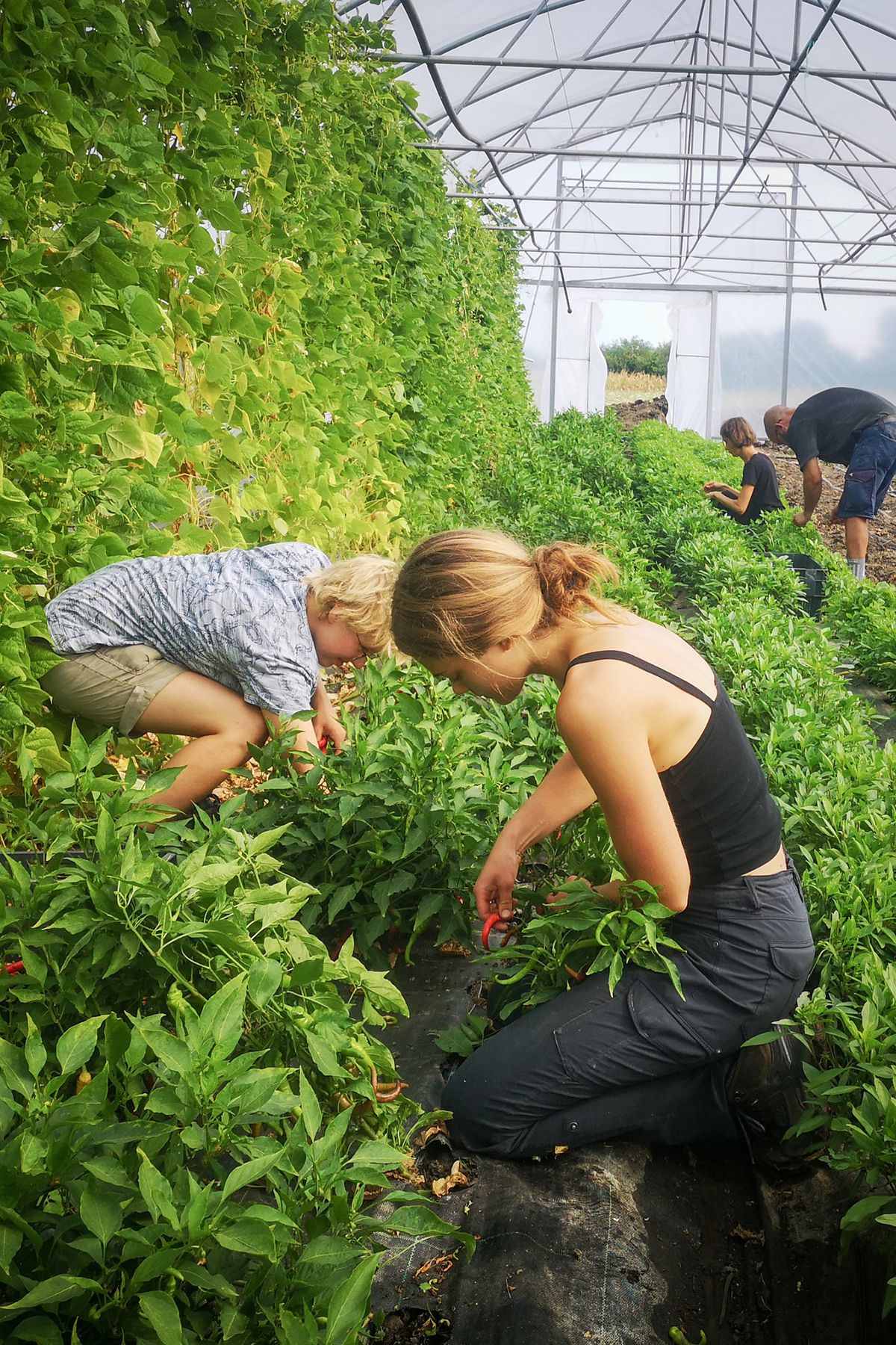 Cum va arăta mâncarea viitorului: „Abia aștept să folosim inteligența artificială în agricultură!” + Diferența dintre legumele obișnuite și cele bio