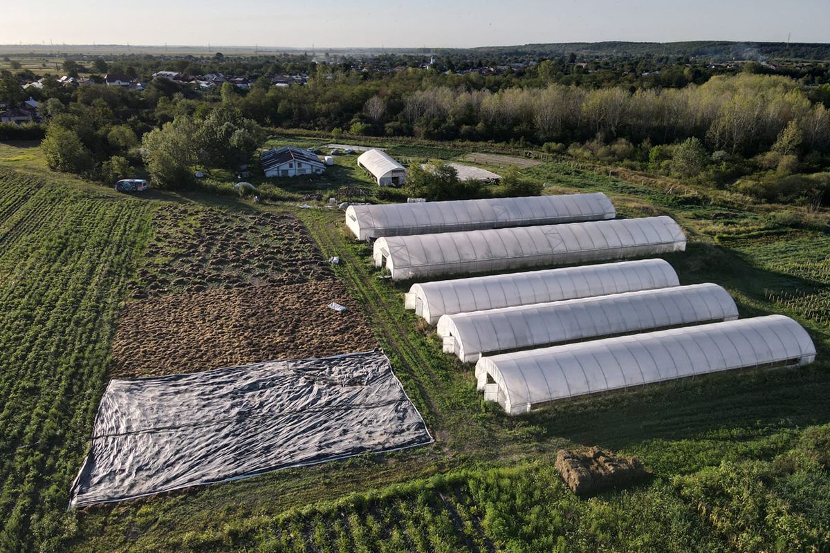 Cum va arăta mâncarea viitorului: „Abia aștept să folosim inteligența artificială în agricultură!” + Diferența dintre legumele obișnuite și cele bio