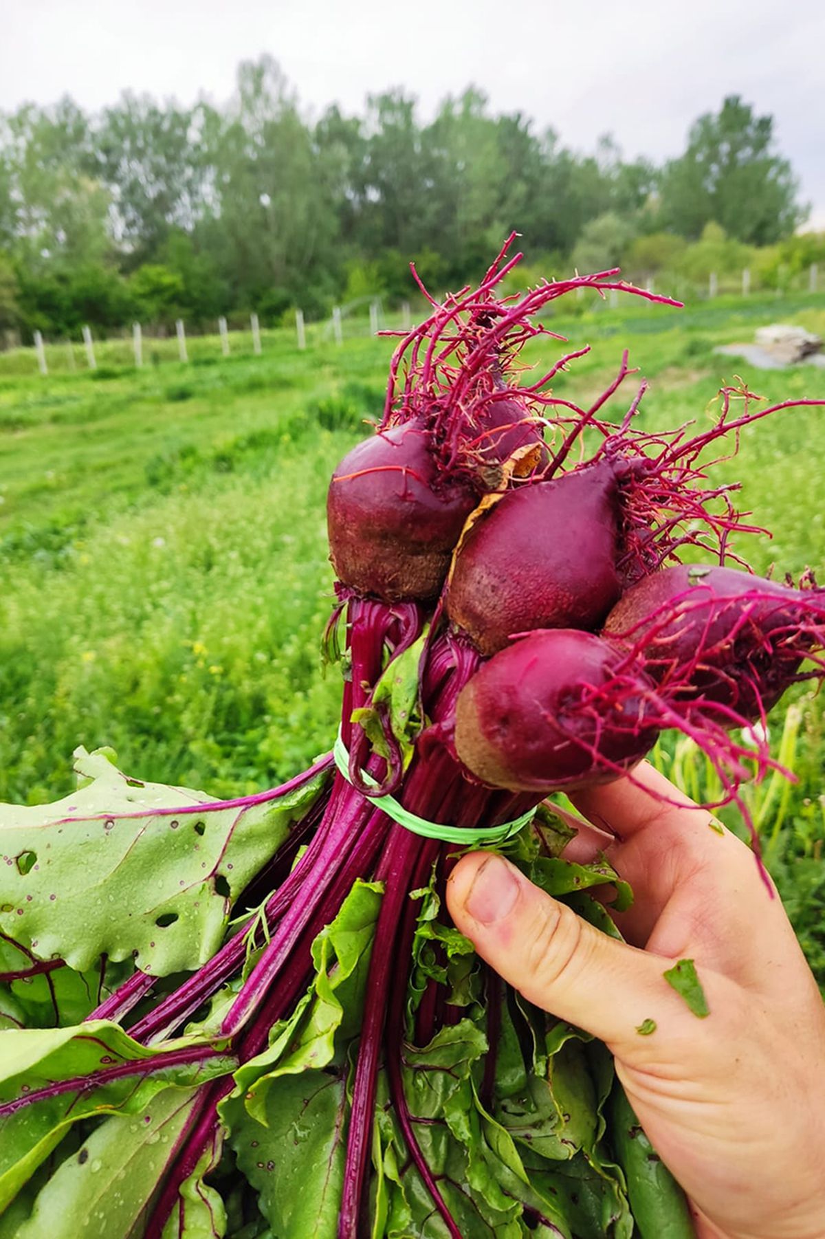 Cum va arăta mâncarea viitorului: „Abia aștept să folosim inteligența artificială în agricultură!” + Diferența dintre legumele obișnuite și cele bio