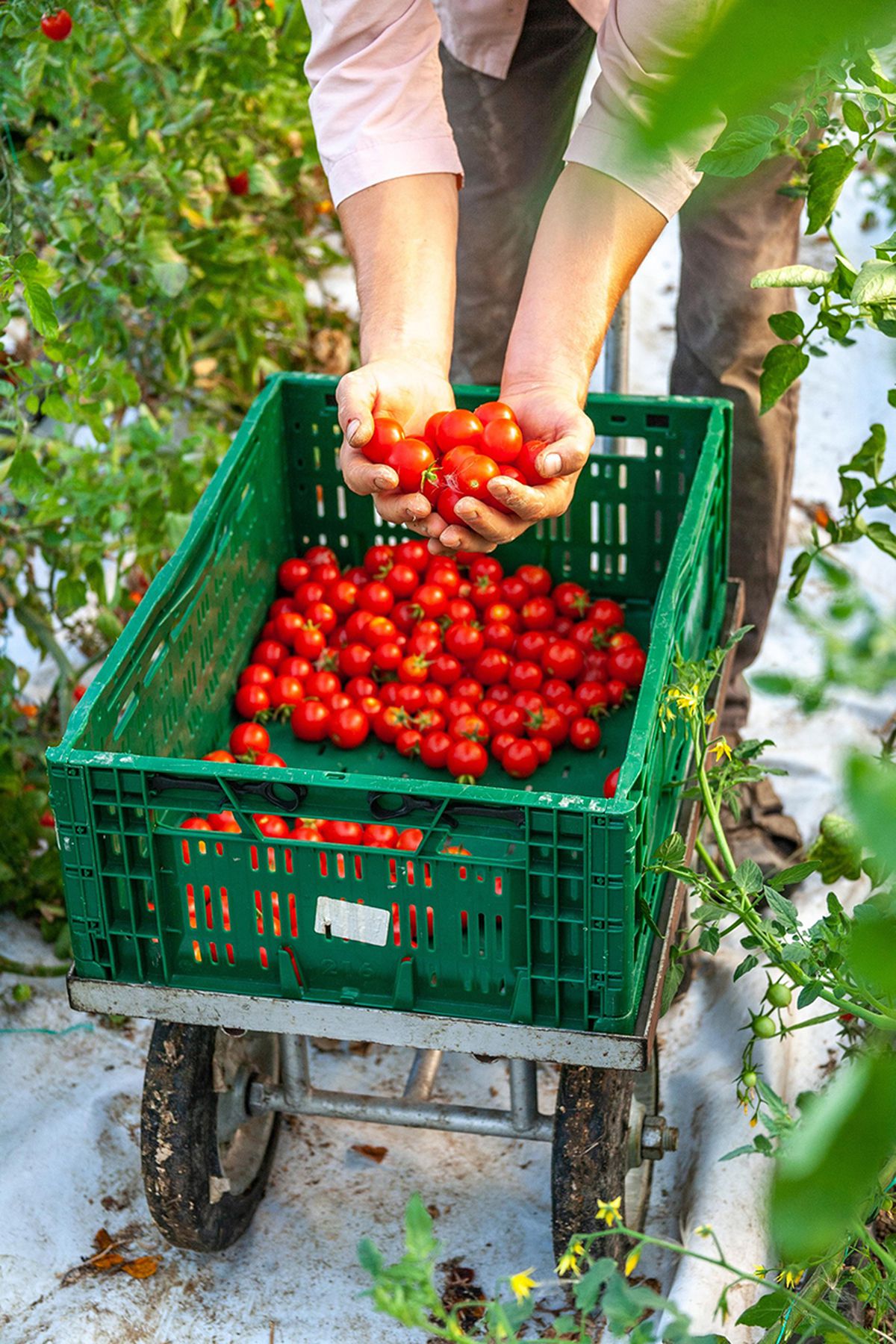 Cum va arăta mâncarea viitorului: „Abia aștept să folosim inteligența artificială în agricultură!” + Diferența dintre legumele obișnuite și cele bio