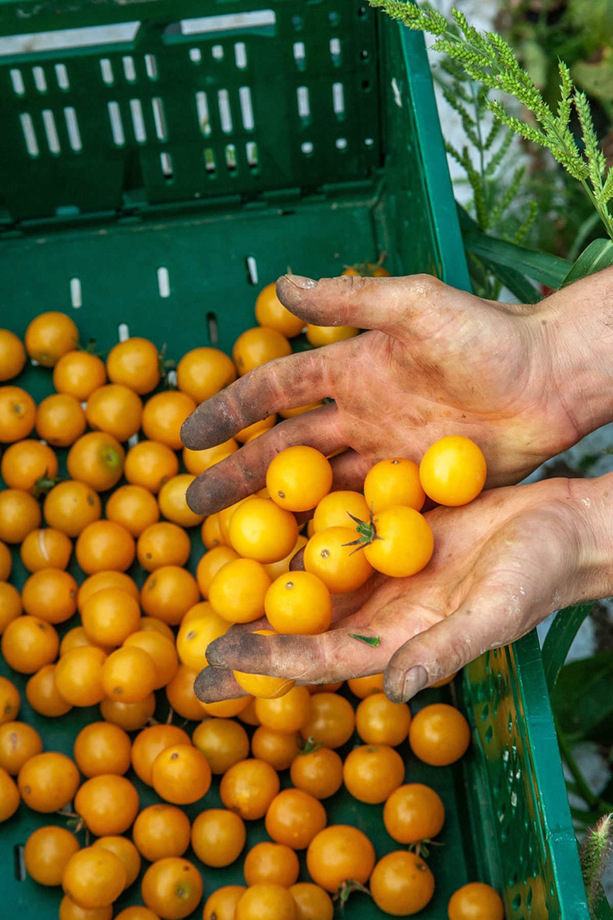Cum va arăta mâncarea viitorului: „Abia aștept să folosim inteligența artificială în agricultură!” + Diferența dintre legumele obișnuite și cele bio