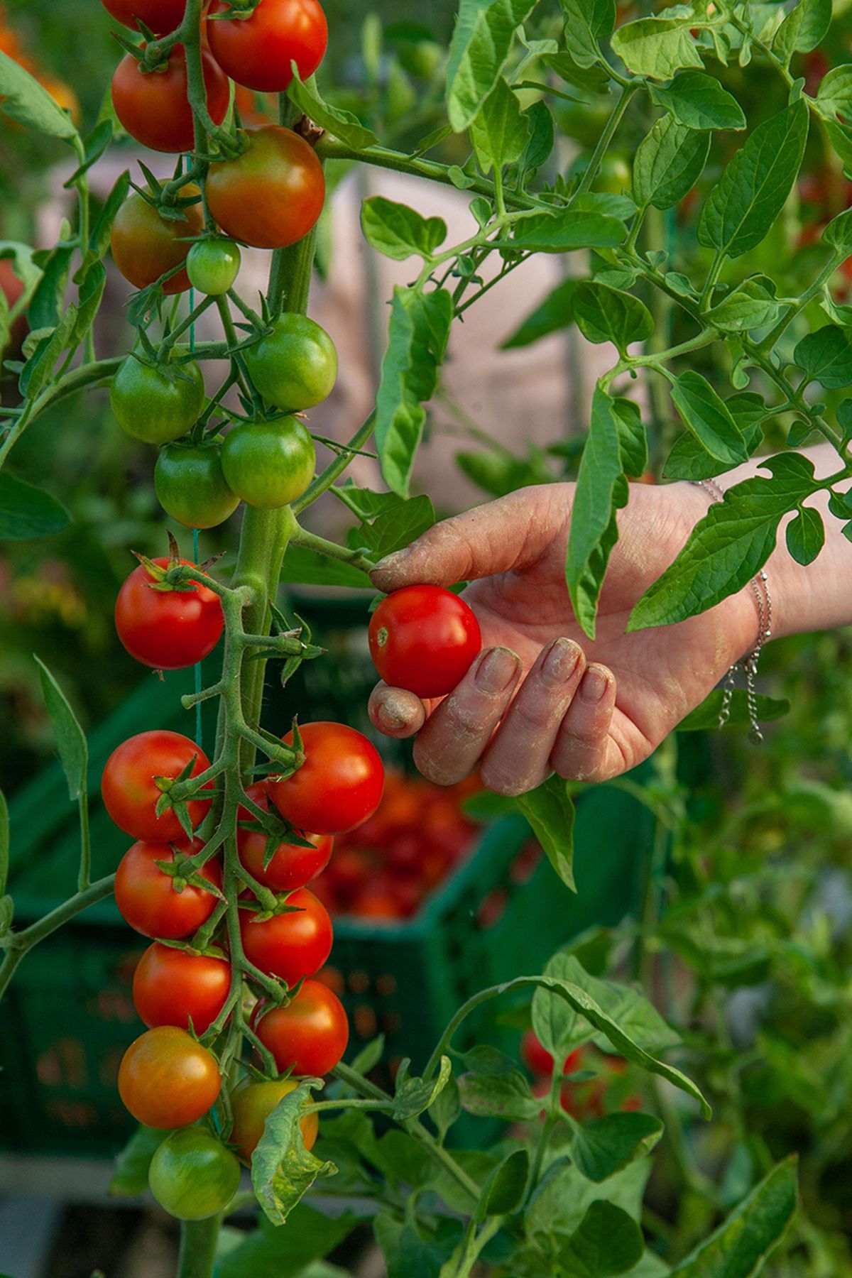 Cum va arăta mâncarea viitorului: „Abia aștept să folosim inteligența artificială în agricultură!” + Diferența dintre legumele obișnuite și cele bio