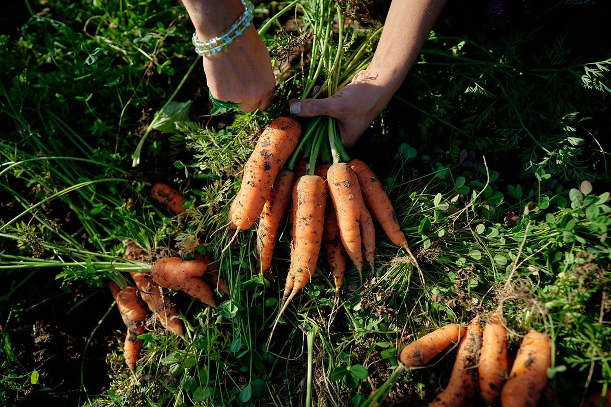 Cum va arăta mâncarea viitorului: „Abia aștept să folosim inteligența artificială în agricultură!” + Diferența dintre legumele obișnuite și cele bio