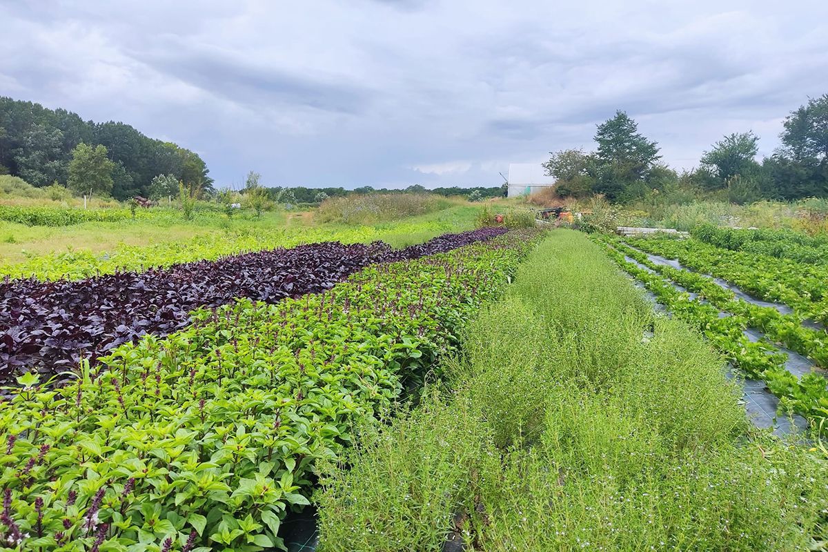 Cum va arăta mâncarea viitorului: „Abia aștept să folosim inteligența artificială în agricultură!” + Diferența dintre legumele obișnuite și cele bio