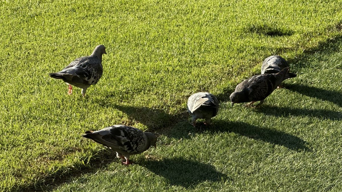 Arena Națională, cu 3 ore înainte de Rapid - FCSB