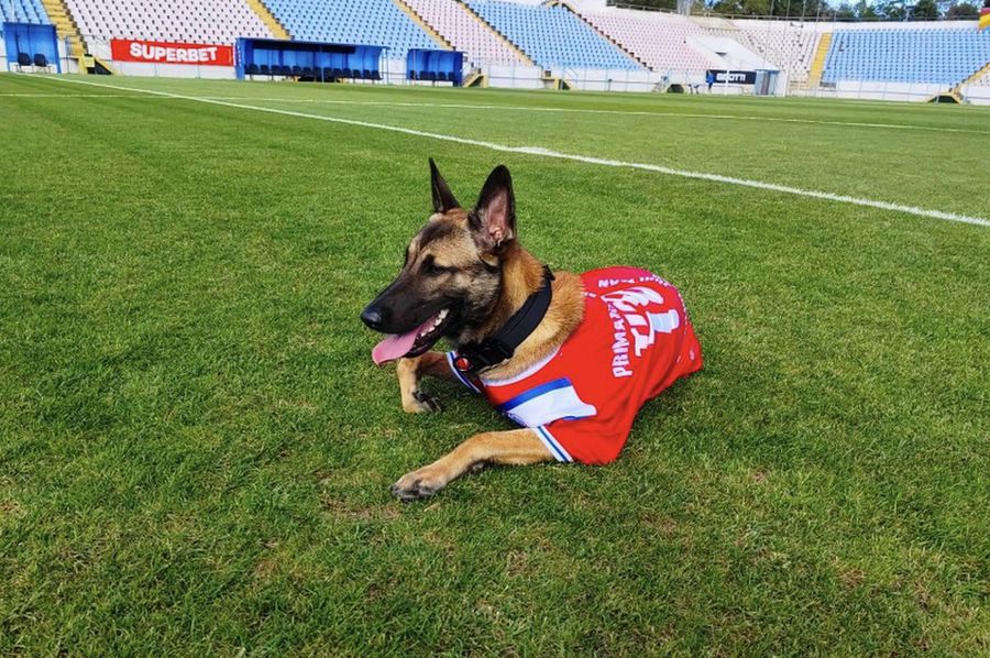 Tina, în tricoul Gloriei Buzău // foto: Sports NET Câine contra „câinilor roșii” » Talismanul pe care Gloria se bazează împotriva lui Dinamo: „Să le poarte noroc băieților”