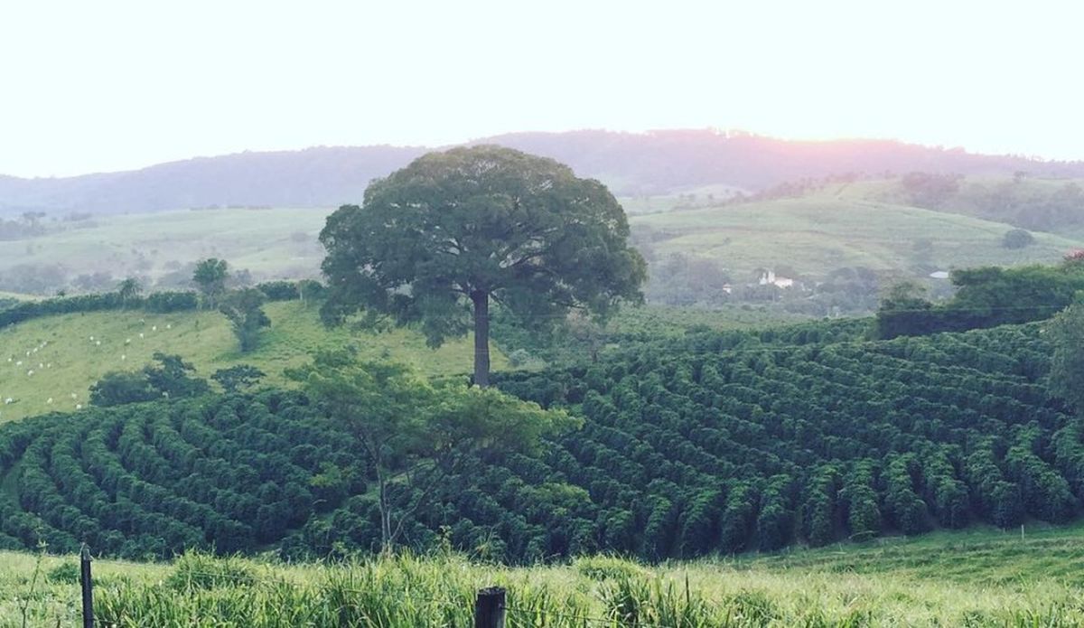 Avere Bernie Ecclestone