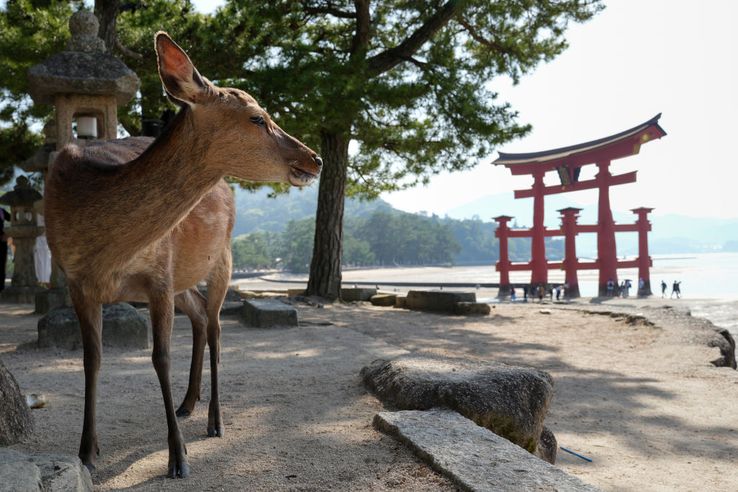 Imagini din Hiroshima / FOTO: GettyImages