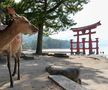 Imagini din Hiroshima / FOTO: GettyImages