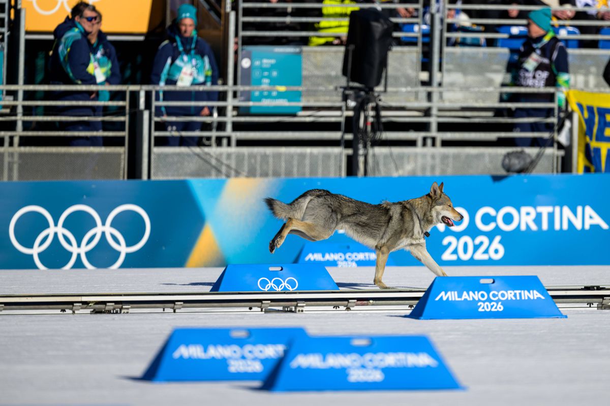 Un câine pe traseu la Jocurile Olimpice, foto: Imago