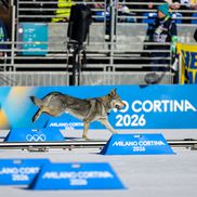 Un câine pe traseu la Jocurile Olimpice, foto: Imago