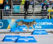 Un câine pe traseu la Jocurile Olimpice, foto: Imago