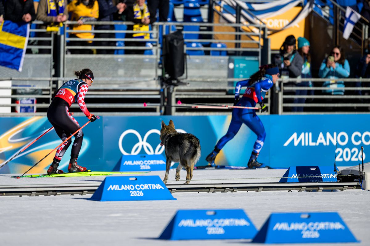 Un câine pe traseu la Jocurile Olimpice, foto: Imago