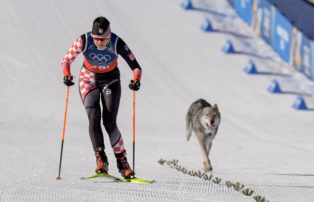Apariție neașteptată pe pista de schi fond de la Jocurile Olimpice, a declanșat fotografia de finiș!