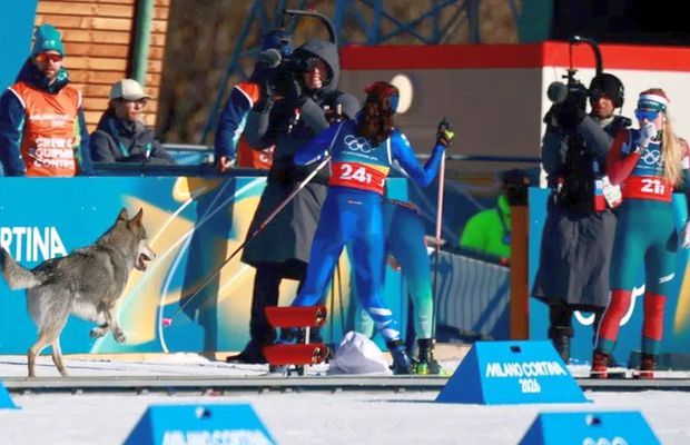 „Am crezut că halucinez, mă gândeam că mă va mușca!” » A reacționat după ce un câine a alergat pe pistă la Jocurile Olimpice