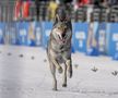 Un câine pe traseu la Jocurile Olimpice, foto: Imago