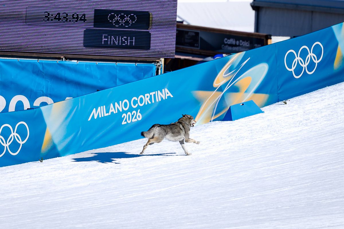 Un câine pe traseu la Jocurile Olimpice, foto: Imago