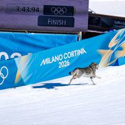 Un câine pe traseu la Jocurile Olimpice, foto: Imago